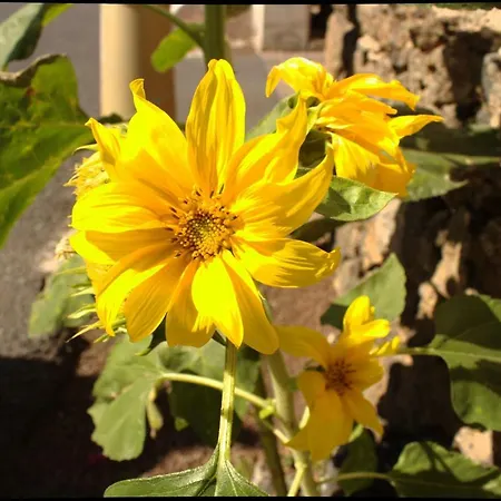 Capellania Corralejo